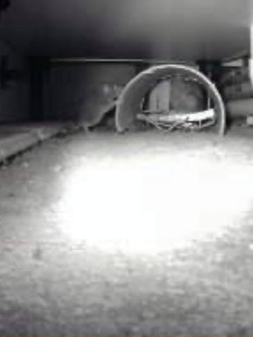 rat that has gained access through drains in a kitchen