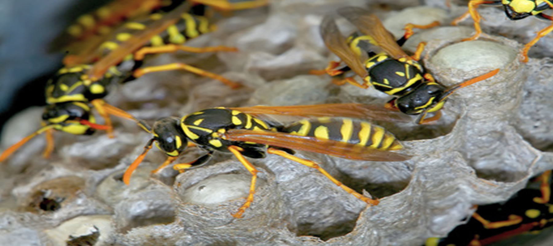 wasp nest removal windsor berkshire
